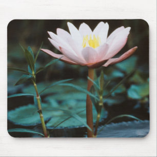 Nahe Sicht auf die Wasserlilie am Inle Lake Mousepad