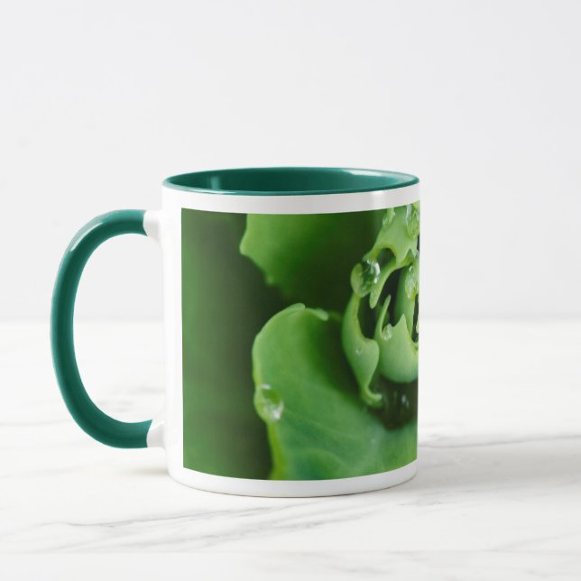 Nahe, sukkulente Pflanze mit Wassertröpfchen Tasse (Links)