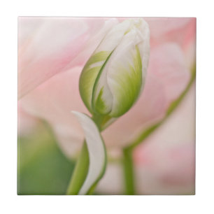 Nahe Tulpe- und Knospen Fliese