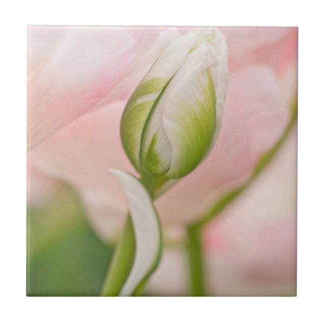 Nahe Tulpe- und Knospen Fliese (Vorderseite)