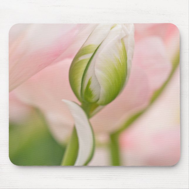 Nahe Tulpe- und Knospen Mousepad (Vorne)