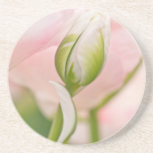 Nahe Tulpe- und Knospen Sandstein Untersetzer