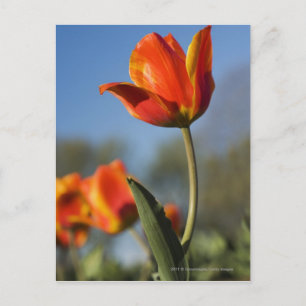 Nahe Tulpenbildung bei Blume Postkarte
