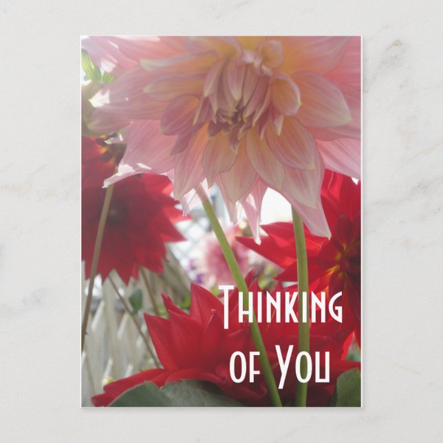 Nahe Up Dahlia Blume in rosa und roter Postkarte (Vorderseite)