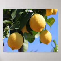 Nahe Verzweigung mit Lemons-Plakatpapier (Matte)