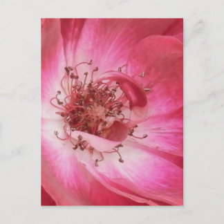 Nahe Vintage Rosa Rose Postkarte