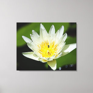 Nahe White Water Lily Blume und Biene Leinwanddruck
