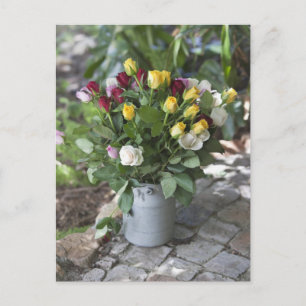 Nahe Zusammenstellung mehrfarbiger Rose Postkarte