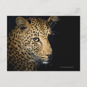 Nahen aus Leopard, Greater Krüger National Postkarte