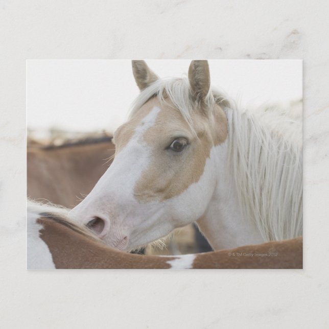 Nahen einer Pferdeherde 2 Postkarte (Vorderseite)