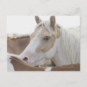 Nahen einer Pferdeherde 2 Postkarte