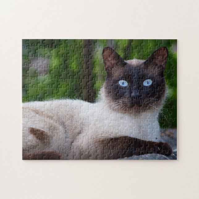 Nahen einer Siamkatze mit blauen Augen (Horizontal)