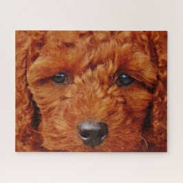 Nahen eines Red Poodle Puppy