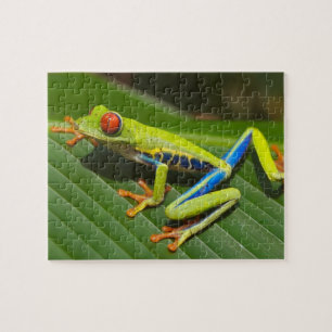 Nahen eines Roten Mit Augen Baumfrosches auf einem