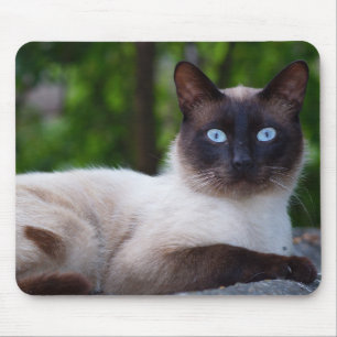 Nahen von einer Siamkatze Mousepad