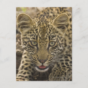 Nahen von Leopard, Greater Krüger National 2 Postkarte