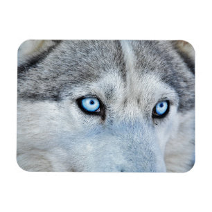 Nahen von Sibirien Husky mit Blauen Augen Magnet