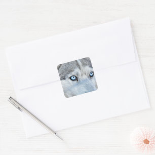 Nahen von Sibirien Husky mit Blauen Augen Quadratischer Aufkleber