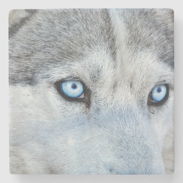 Nahen von Sibirien Husky mit Blauen Augen Steinuntersetzer (Vorderseite)