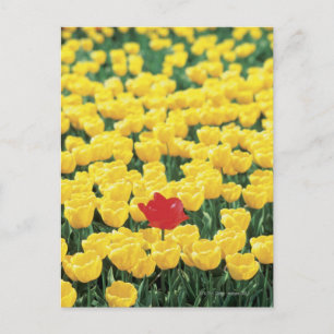 Nahen von Tulips in einem Fachgebiet, Leiden, Postkarte