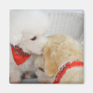 Nahen von zwei Hunden Magnet