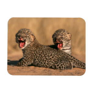 Naher Aufbau neuer Geborener Leoparden (Panthera P Magnet