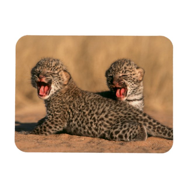Naher Aufbau neuer Geborener Leoparden (Panthera P Magnet (Horizontal)