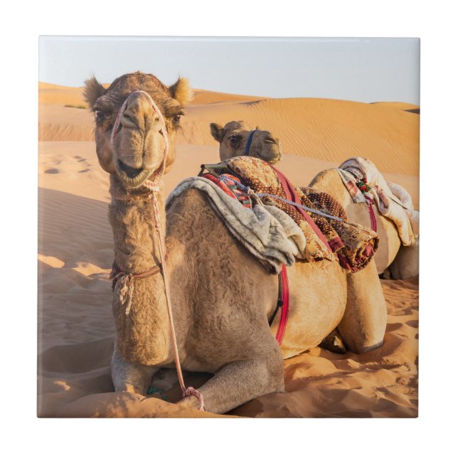 Naher Aufstieg auf Camel in der Oman-Wüste Fliese (Vorderseite)