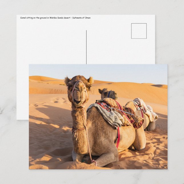 Naher Aufstieg auf Camel in der Oman-Wüste Postkarte (Vorne/Hinten)