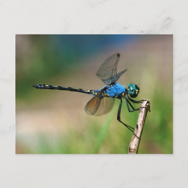 Naher Aufstieg eines blauen Drachen fliegt auf ein Postkarte (Vorderseite)