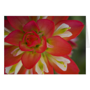 Naher Aufstieg von Indian Paint Brush in der Nähe
