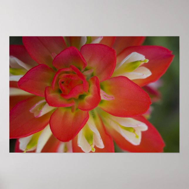 Naher Aufstieg von Indian Paint Brush in der Nähe  Poster (Vorne)