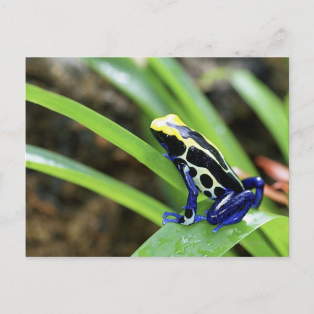 Naher Auftritt des costa-ricanischen Cobalt Dyeing Postkarte (Vorderseite)