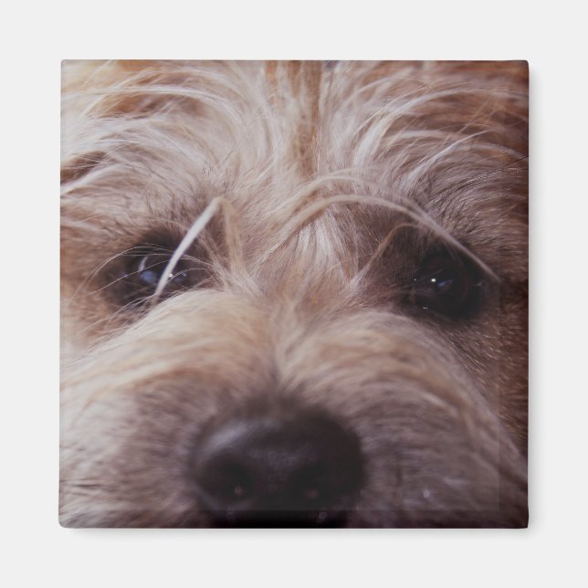 Naher Aufwärtsmagnet der Welpenseite Magnet (Vorne)