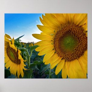 Naher aussehen poster