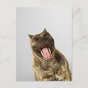 Naher Boxer mit offenem Mund Postkarte