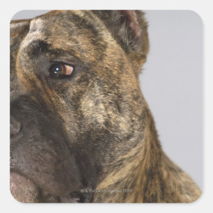Naher Boxer Quadratischer Aufkleber