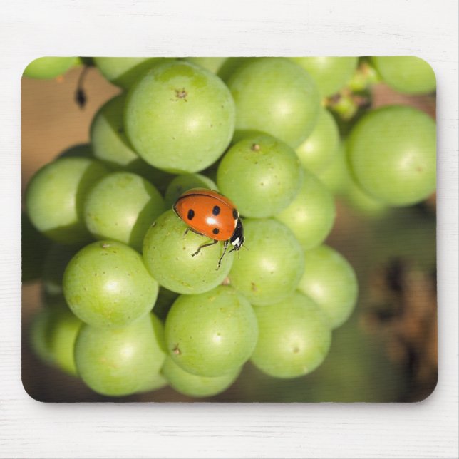 Naher Bug auf grünen Pinot Noir-Trauben Mousepad (Vorne)
