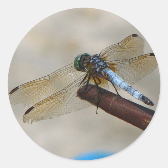 Naher Dragonfly Runder Aufkleber (Vorderseite)