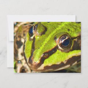 Naher Frosch Postkarte