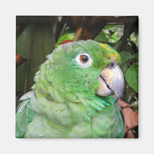 Naher Grüner Papagei Magnet (Vorne)