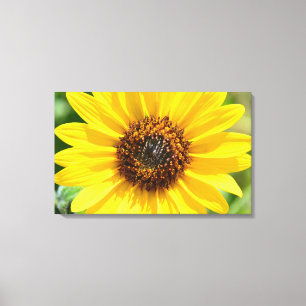 Naher hoher Leinwanddruck der Sonnenblume