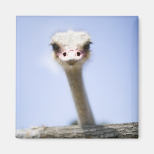 Naher hoher Ostrichkopf Magnet