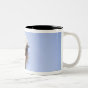 Naher hoher Ostrichkopf Zweifarbige Tasse
