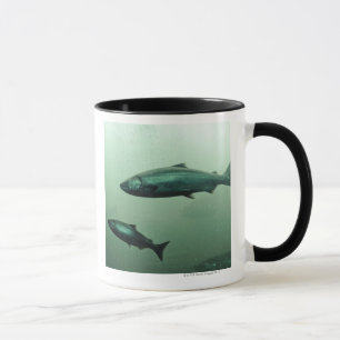Naher hoher Schuss des Lachsbetriebs Tasse