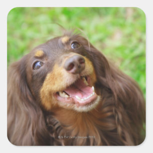 Naher Hund einer Dackel Quadratischer Aufkleber