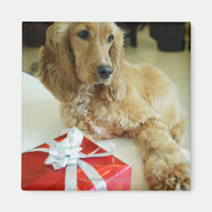 Naher Hund Magnet