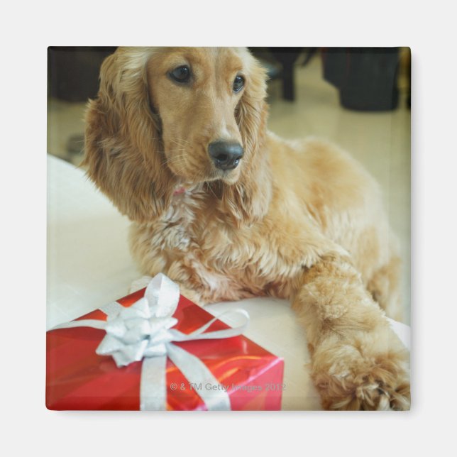 Naher Hund Magnet (Vorne)