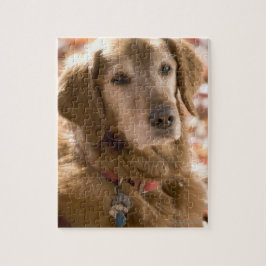 Naher Hund mit goldenem Labrador Retriever