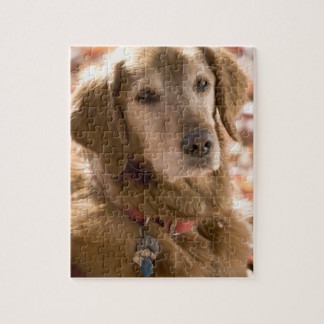 Naher Hund mit goldenem Labrador Retriever (Vertikal)